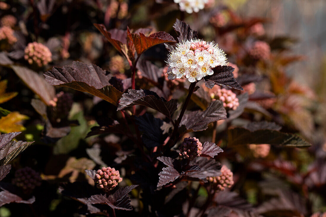 Physocarpus opulifolius 'Diabolo'®