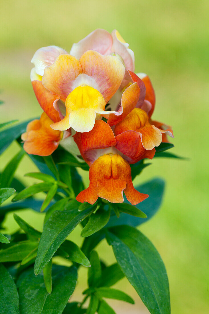 Antirrhinum majus