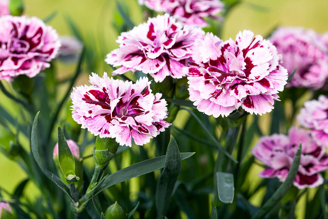 Dianthus caryophyllus