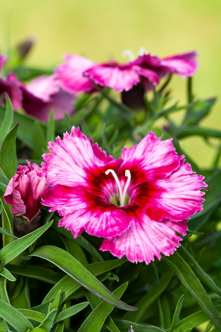 Dianthus caryophyllus