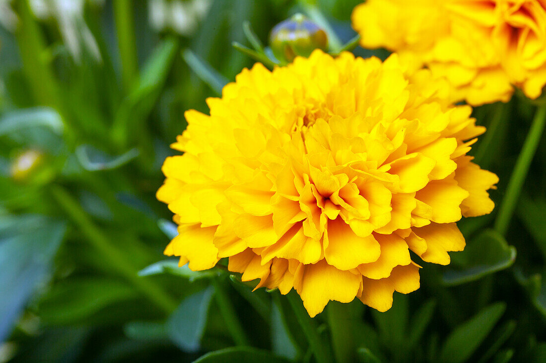 Coreopsis grandiflora, gefüllt