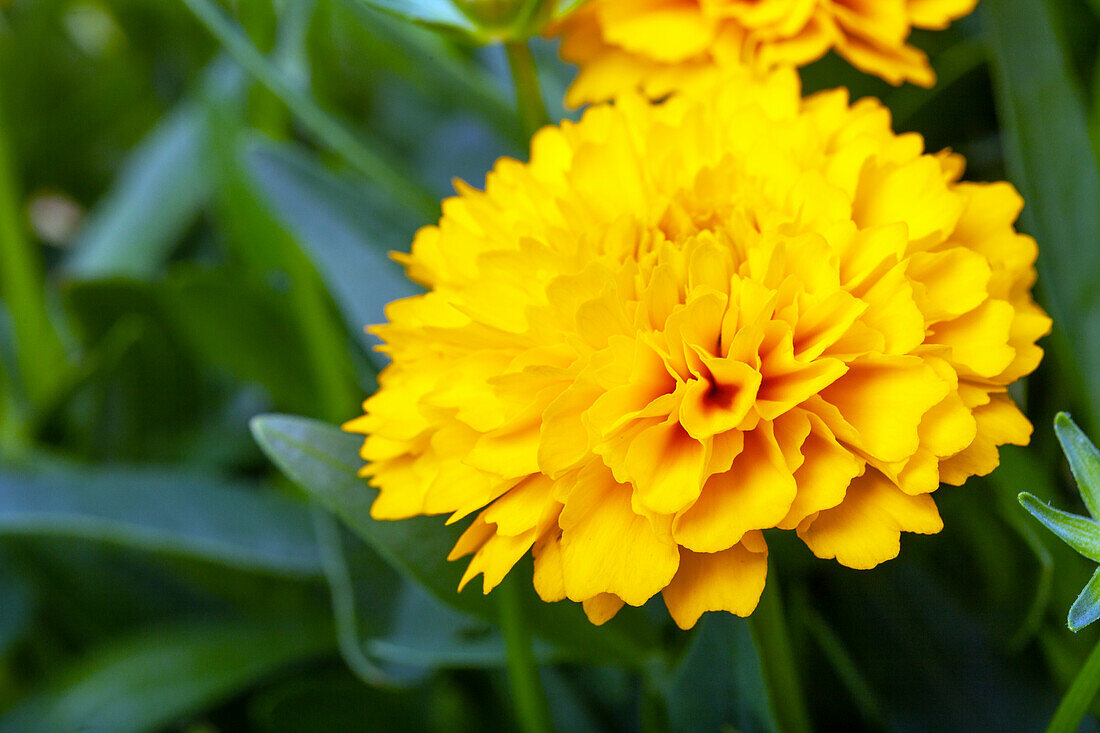 Coreopsis grandiflora, gefüllt