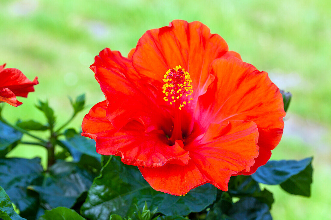 Hibiscus rosa-sinensis, red