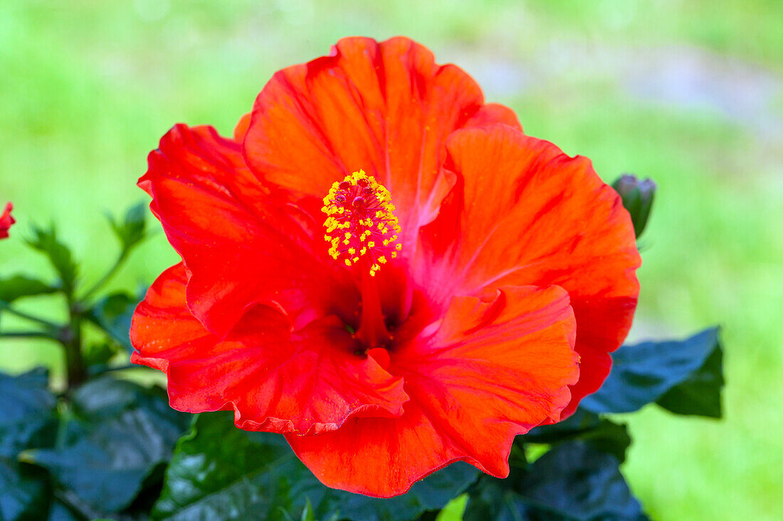 Hibiscus rosa-sinensis, rot