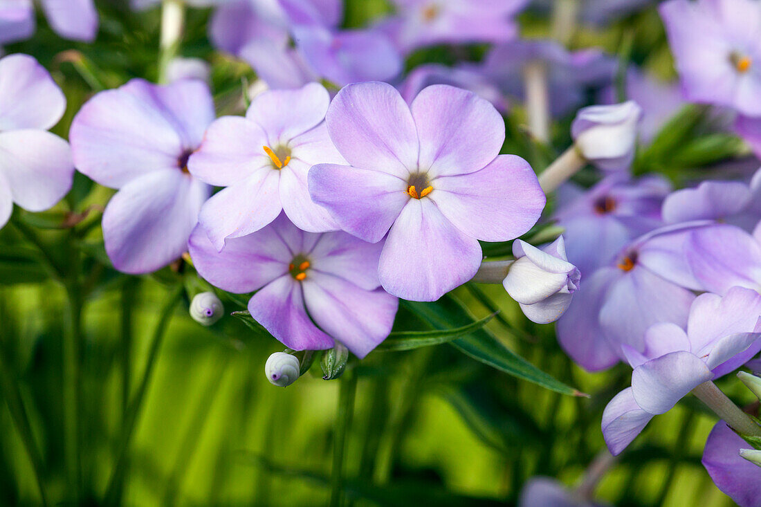 Phlox paniculata, purple