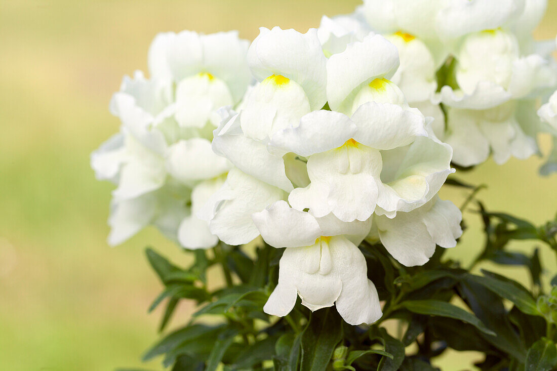 Antirrhinum majus, white