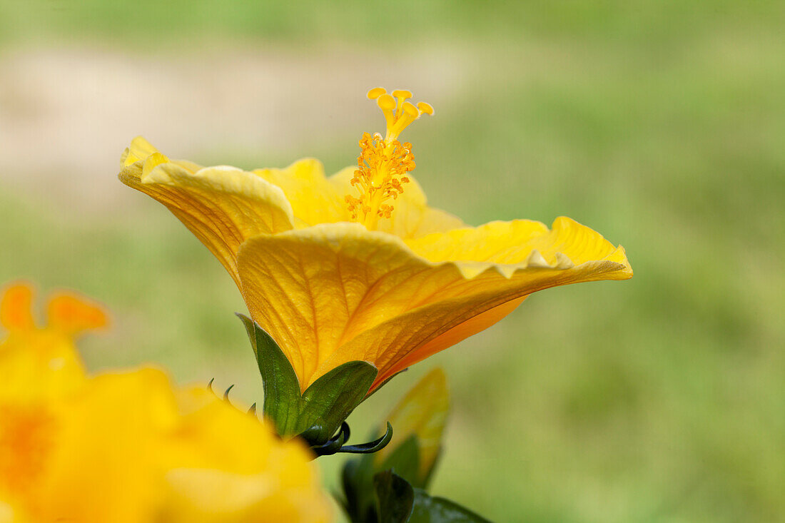 Hibiscus pink-sinensis, yellow