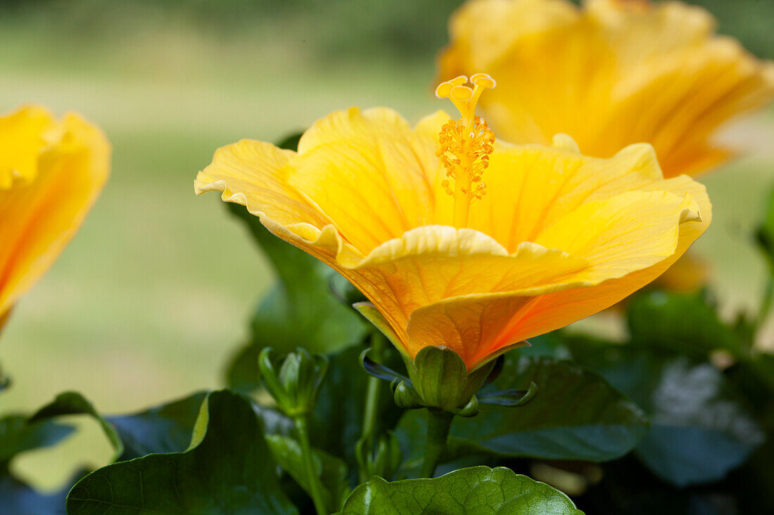 Hibiscus rosa-sinensis, yellow