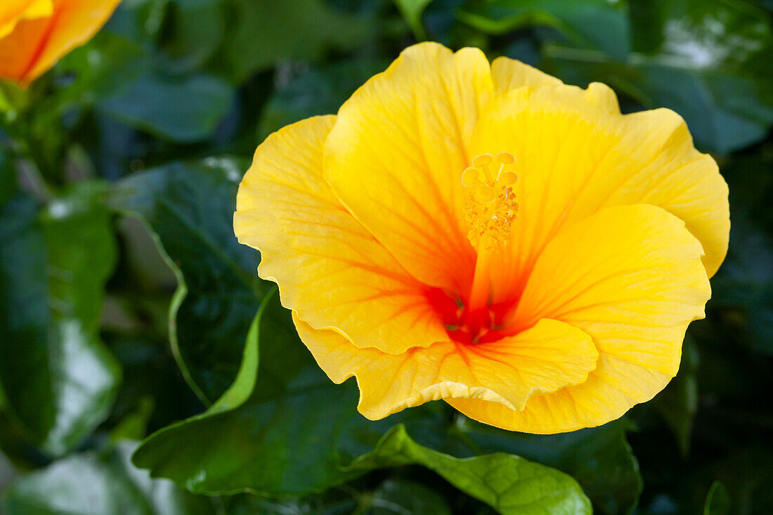 Hibiscus rosa-sinensis, yellow