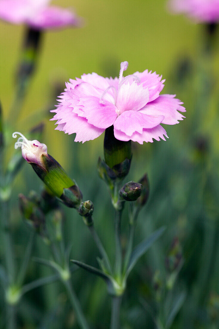 Dianthus caryophyllus, pink