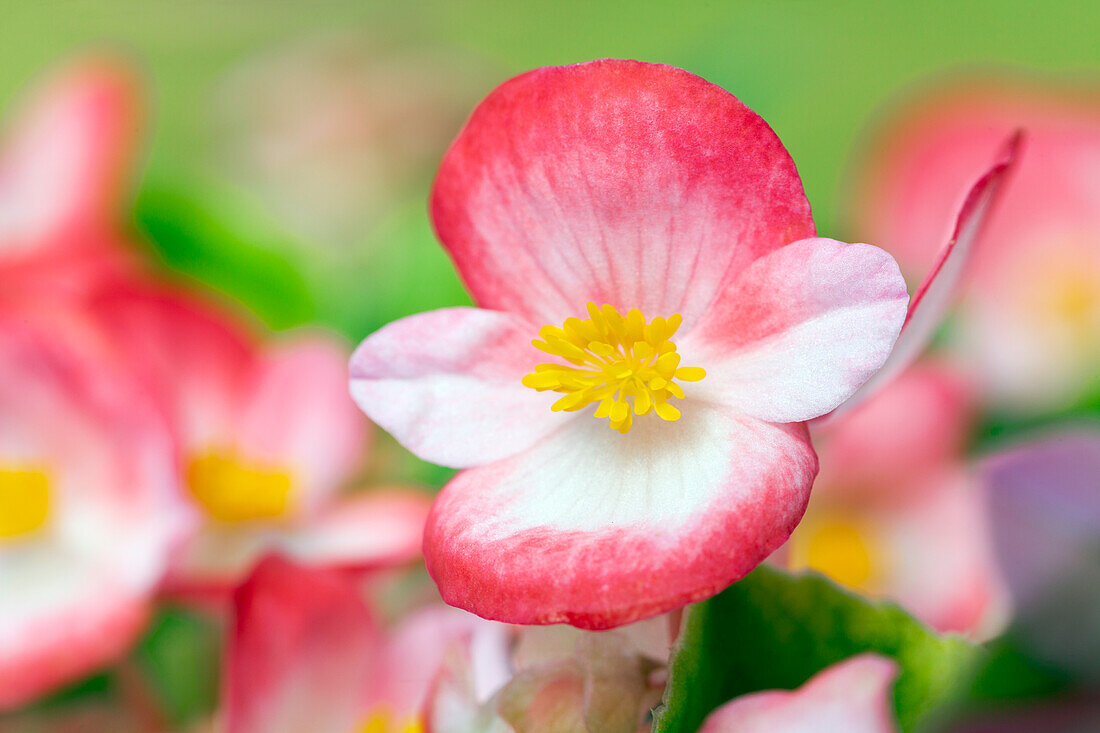 Begonia semperflorens, red-white