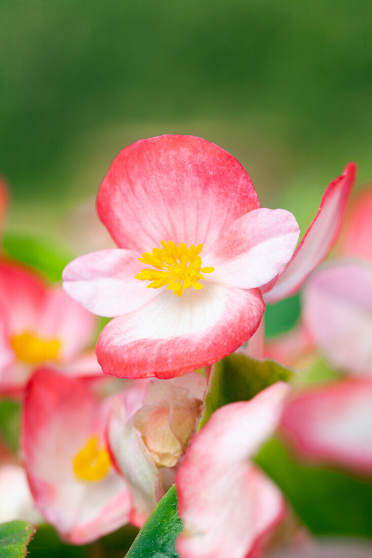 Begonia semperflorens, red and white