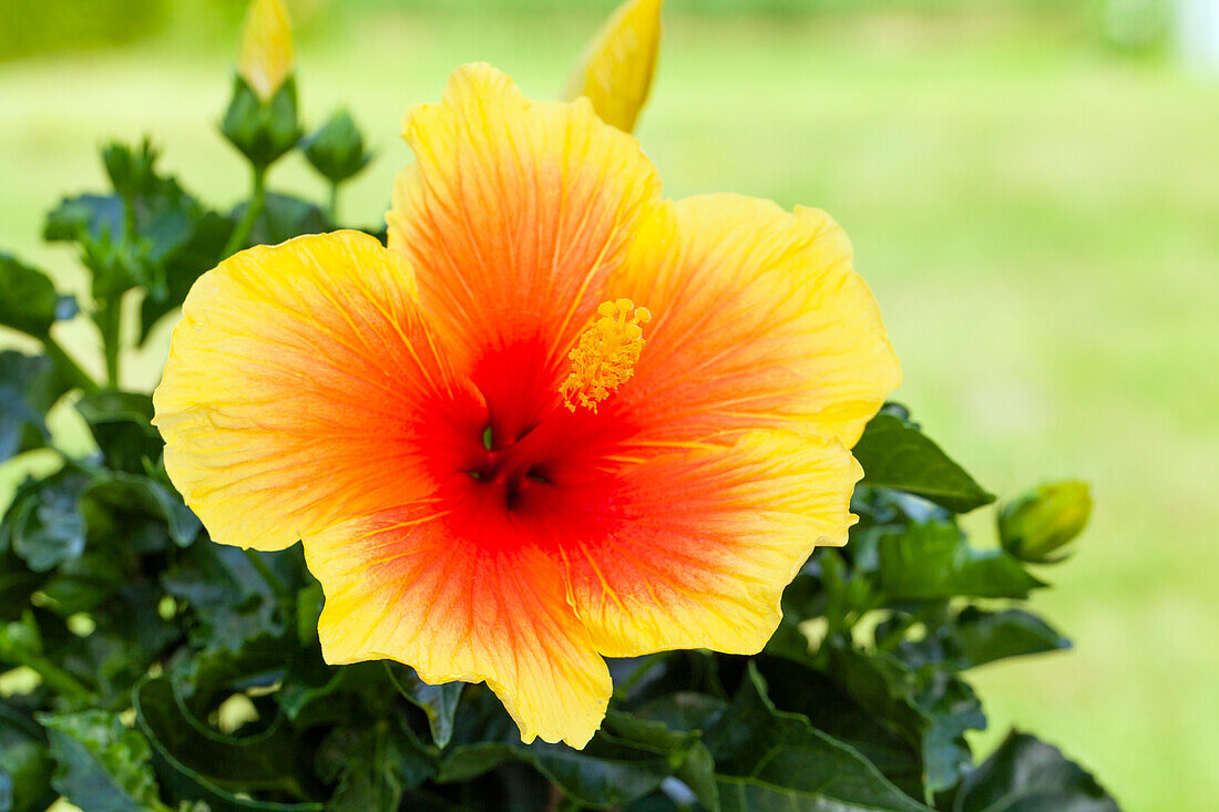 Hibiscus rosa-sinensis