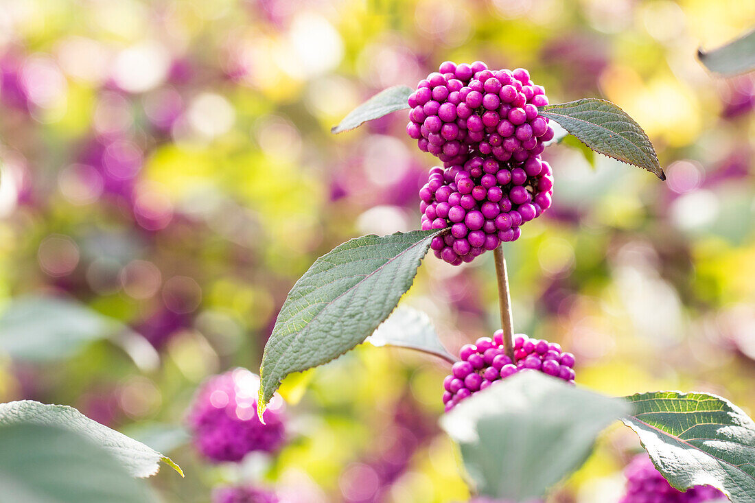 Callicarpa bodinieri var. giraldii 'Profusion'