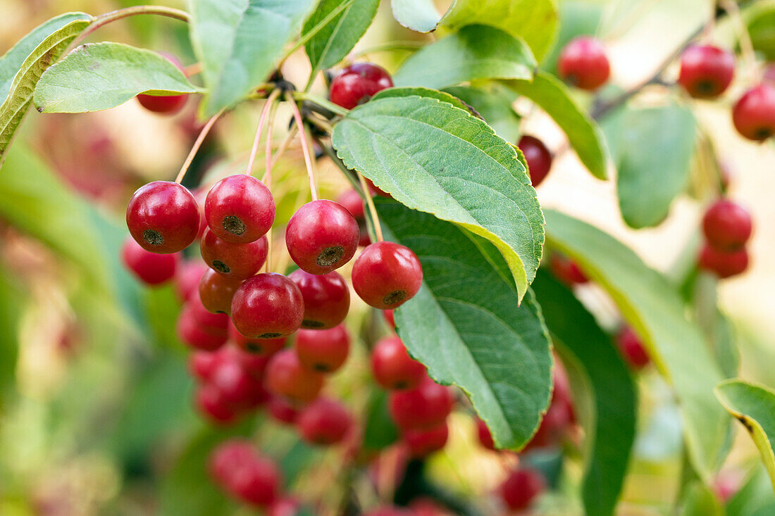 Malus 'Red Jewel'