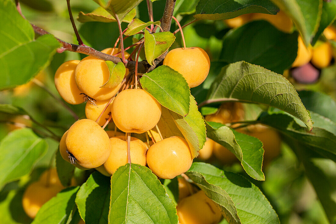 Malus 'Wintergold