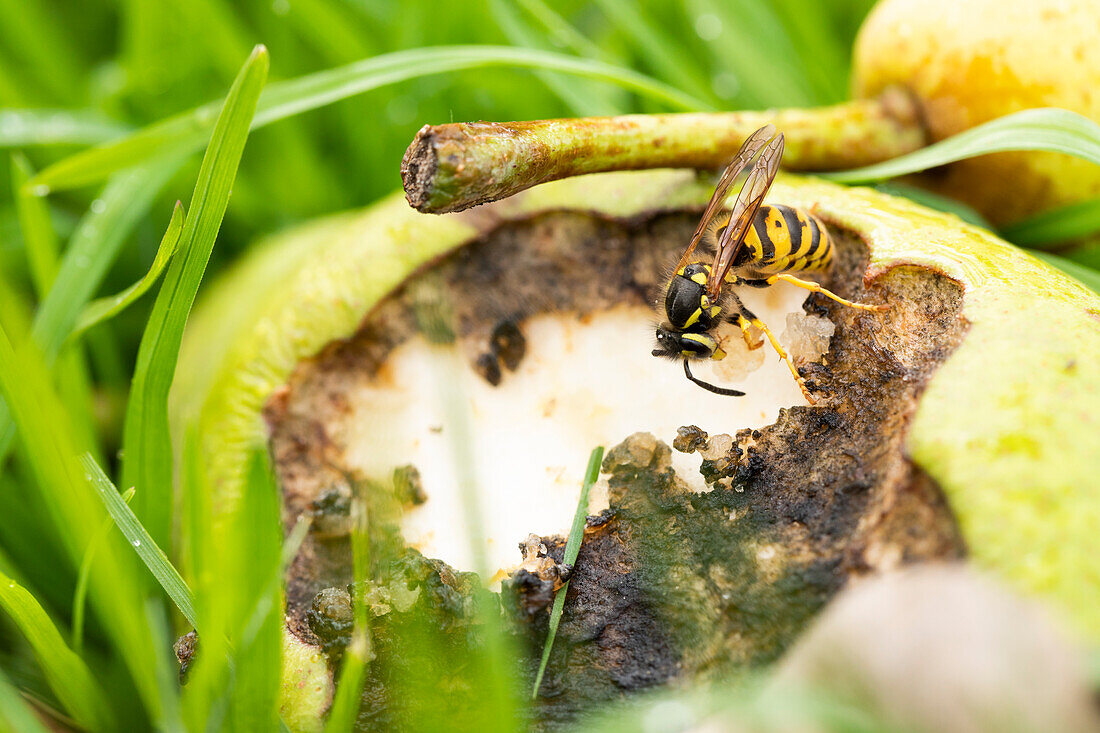Wasp on fallen fruit