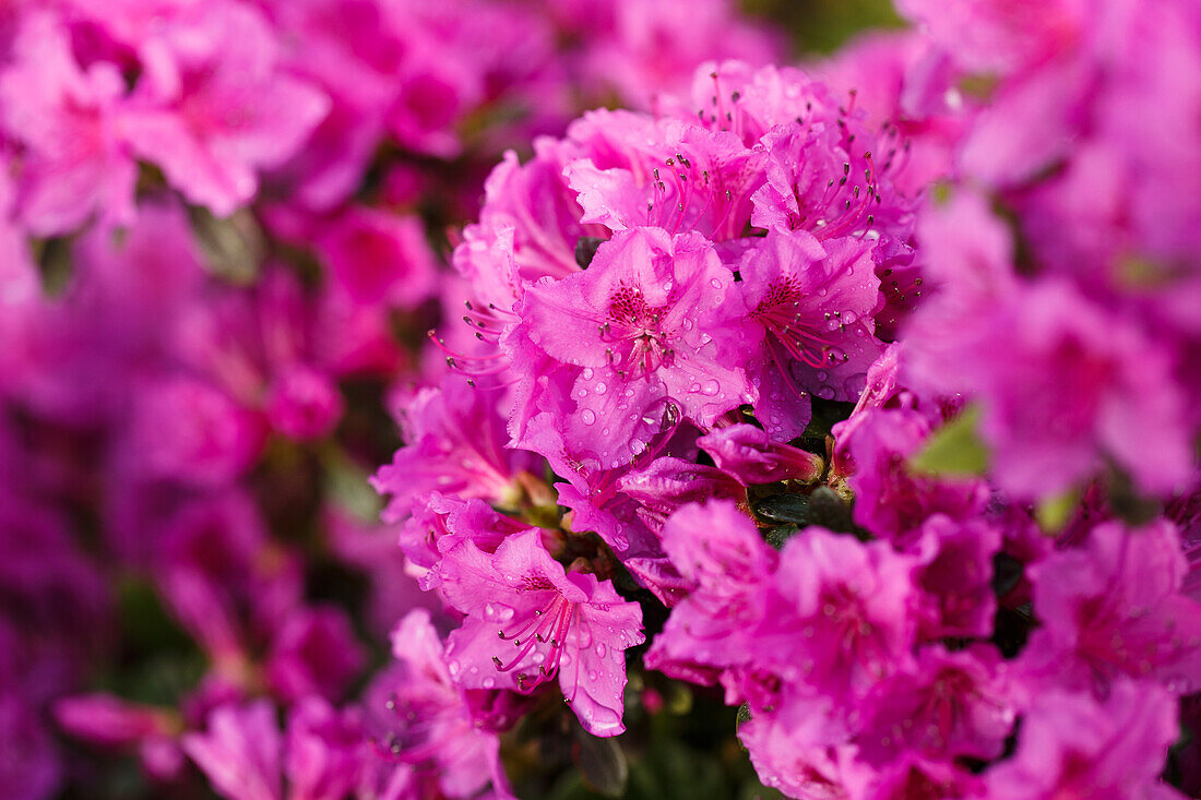 Rhododendron obtusum 'Königstein