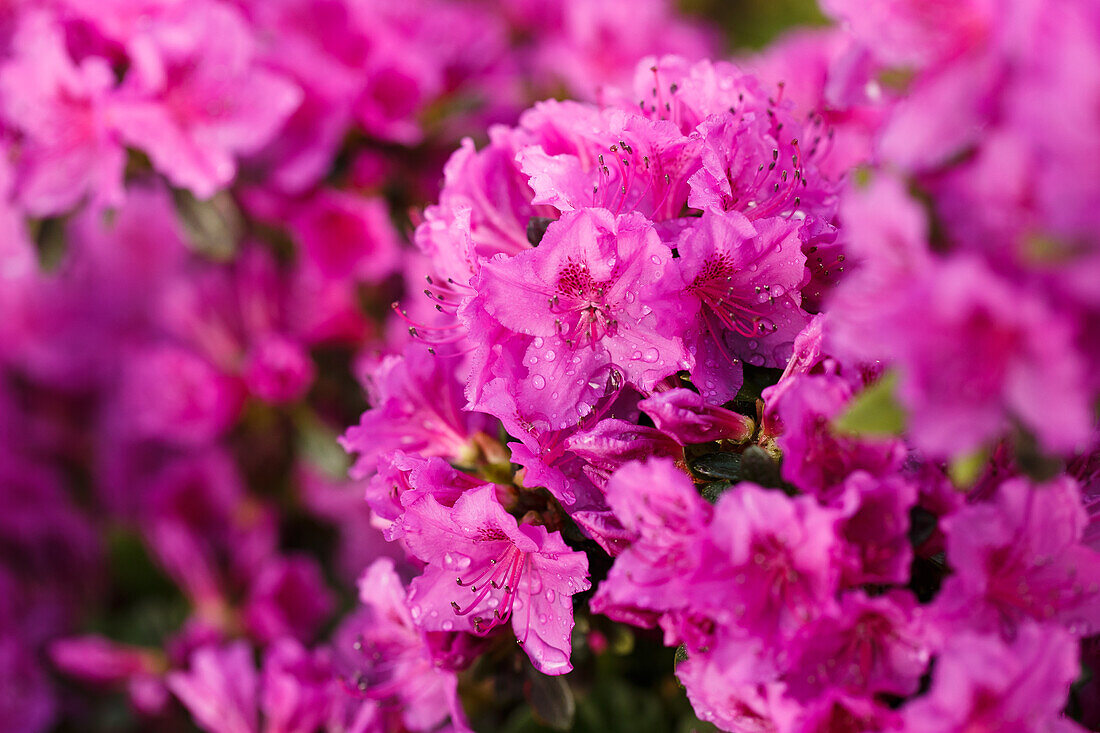 Rhododendron obtusum 'Königstein'