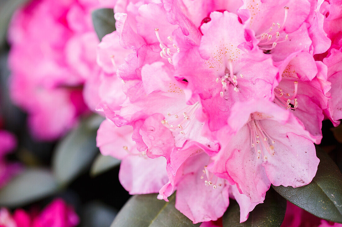 Rhododendron yakushimanum 'Polaris'