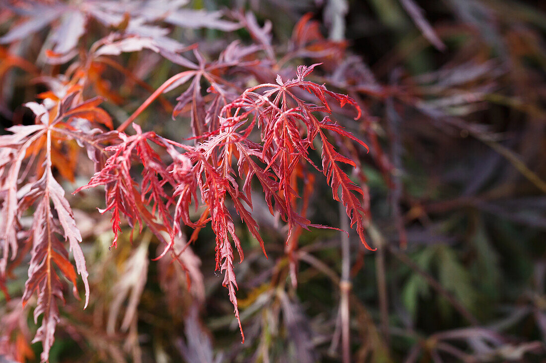 Acer palmatum 'Dissectum Garnet'