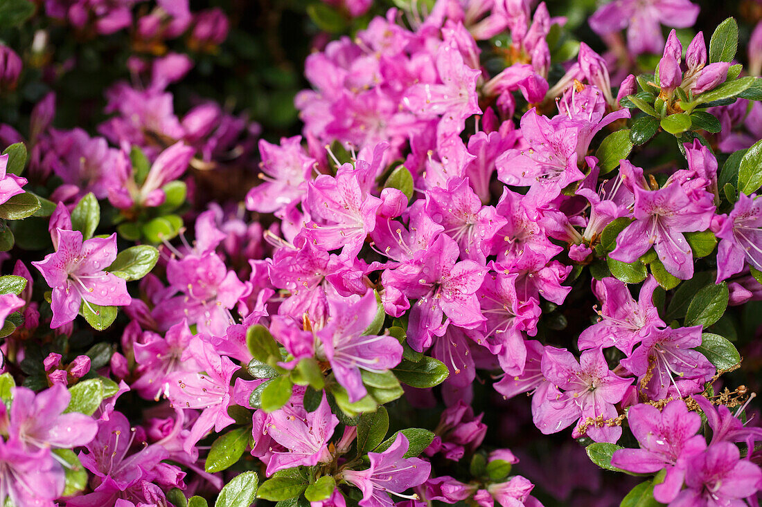 Rhododendron obtusum 'Diamond Gentian Blue'®