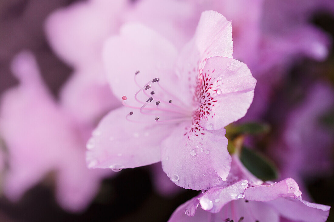 Rhododendron obtusum 'Ledikanense'