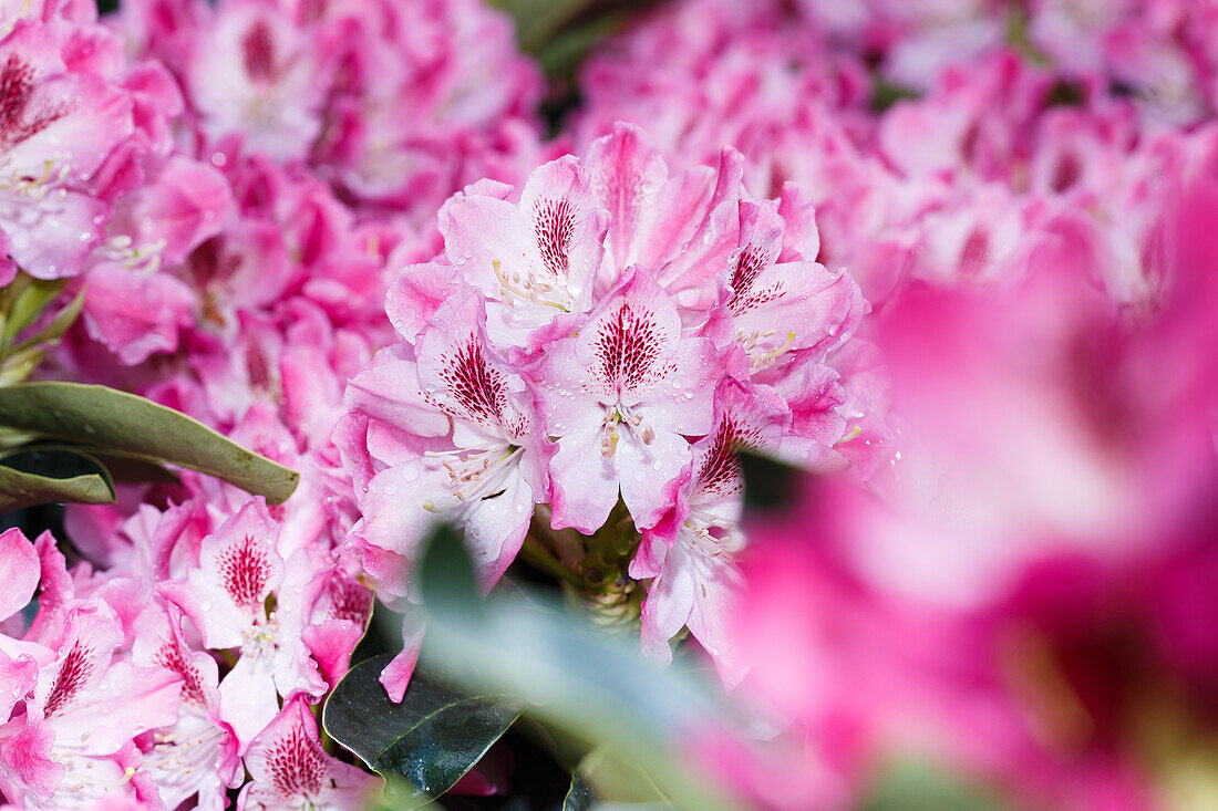 Rhododendron Helen Martin
