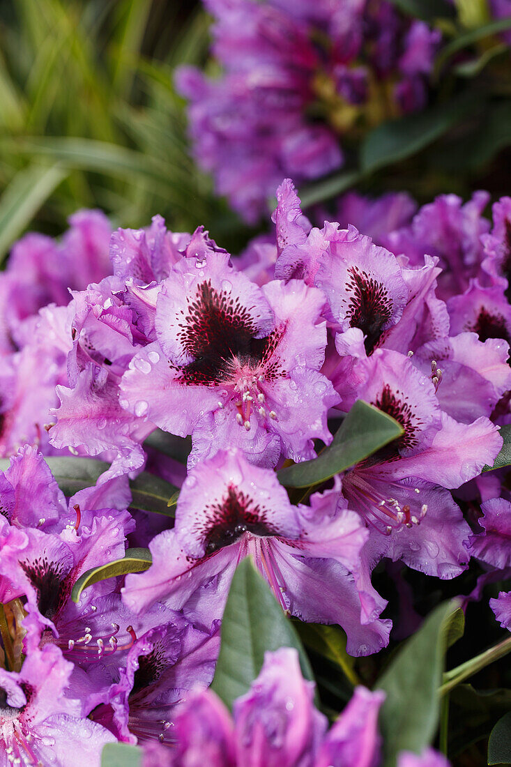 Rhododendron, purple