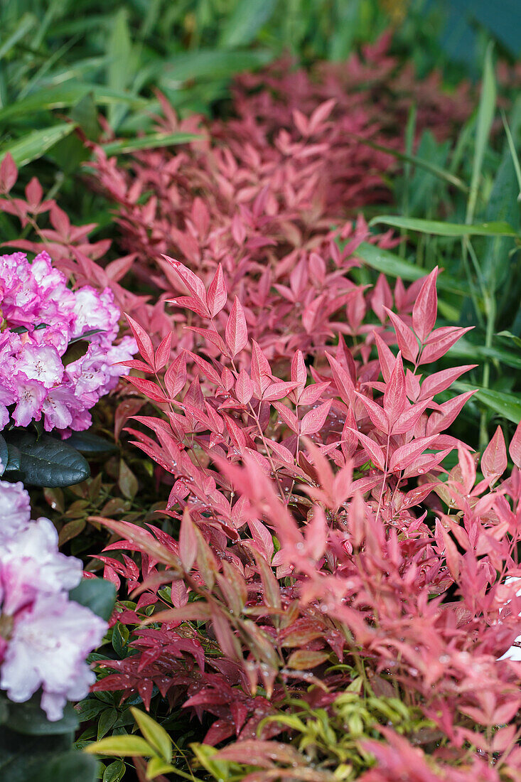 Nandina domestica 'Obsessed'