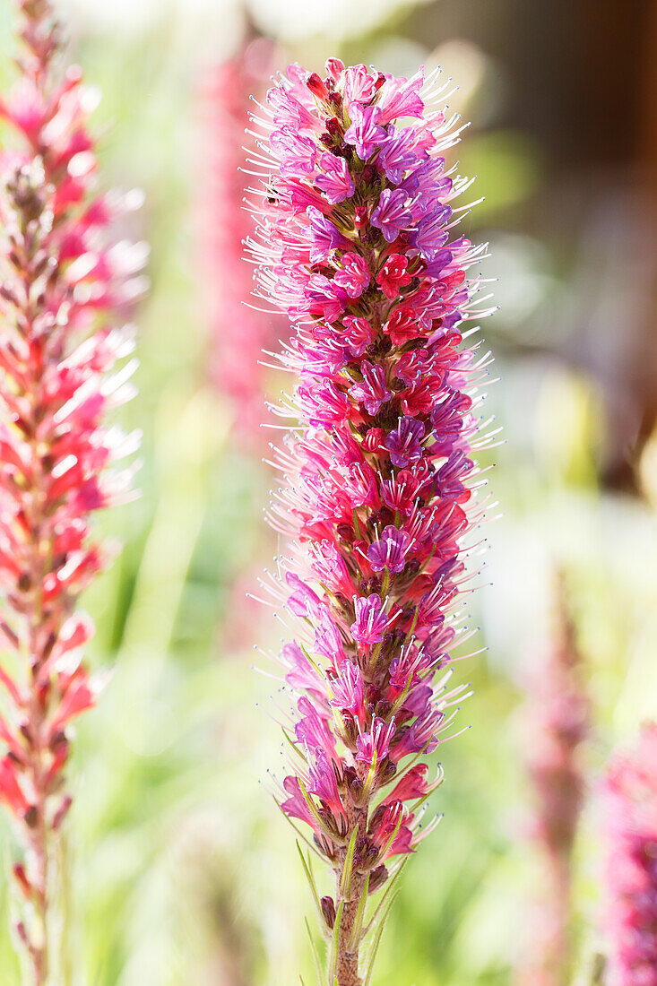 Echium russicum