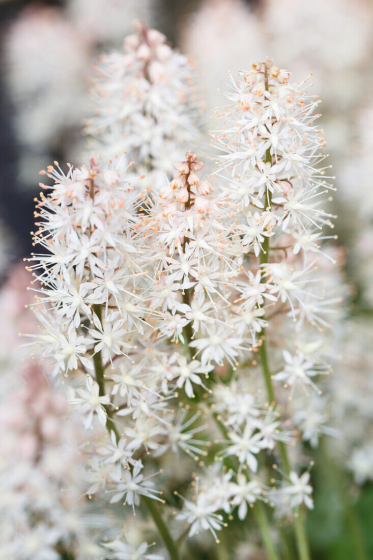 Tiarella laciniata 'Arpeggio'