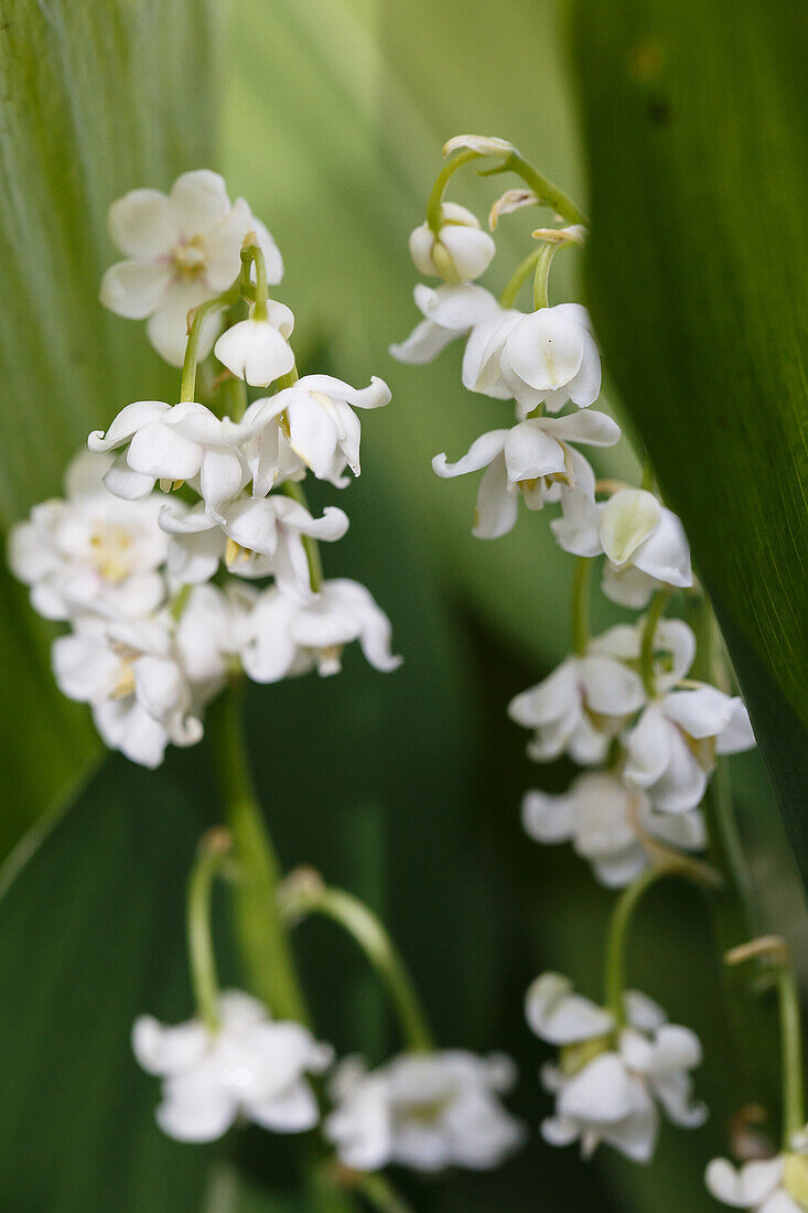 Convallaria majalis 'Pleniflora'