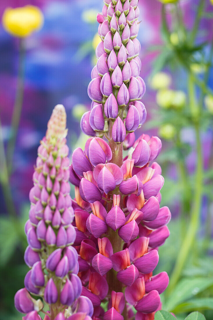 Lupinus polyphyllus 'Master Piece'®