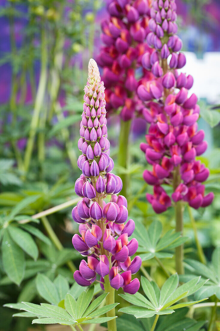 Lupinus polyphyllus 'Master Piece'®