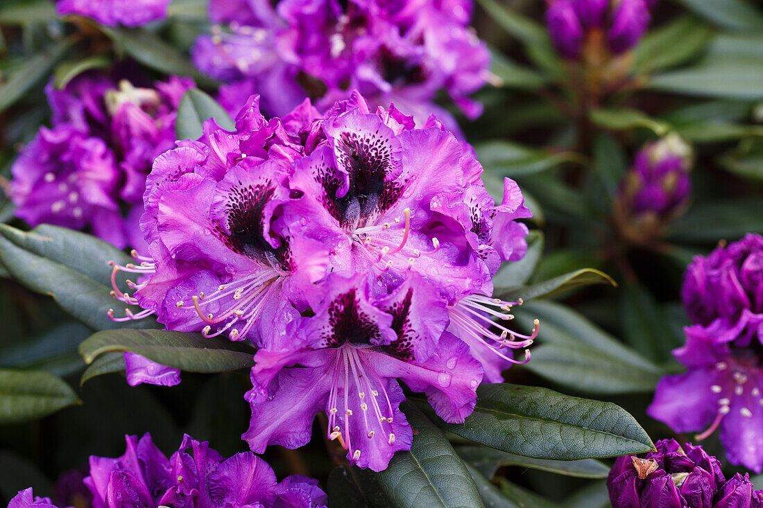 Rhododendron 'Blue Boys'.