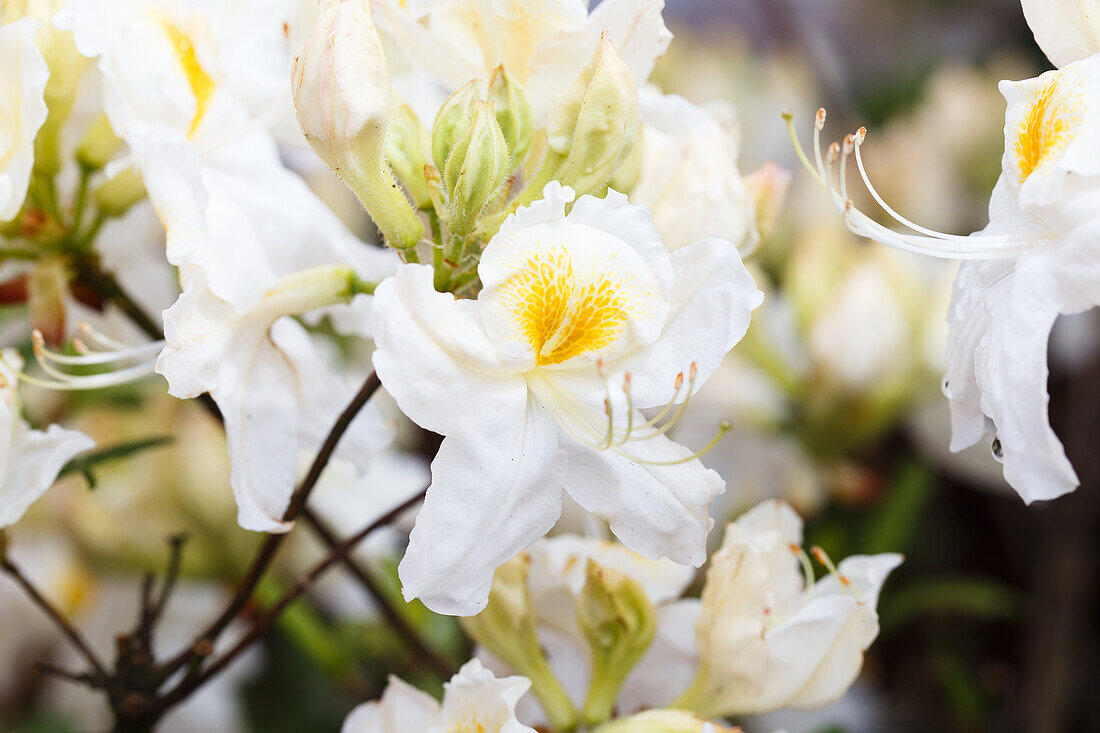 Rhododendron luteum 'Schneegold'