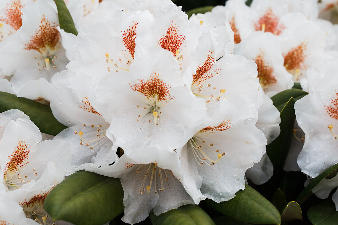 Rhododendron yakushimanum 'Apollonia