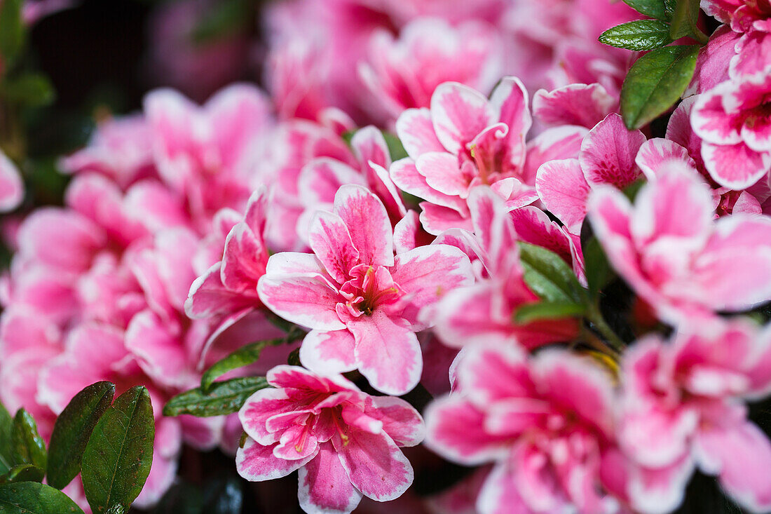 Rhododendron obtusum 'Marion'®