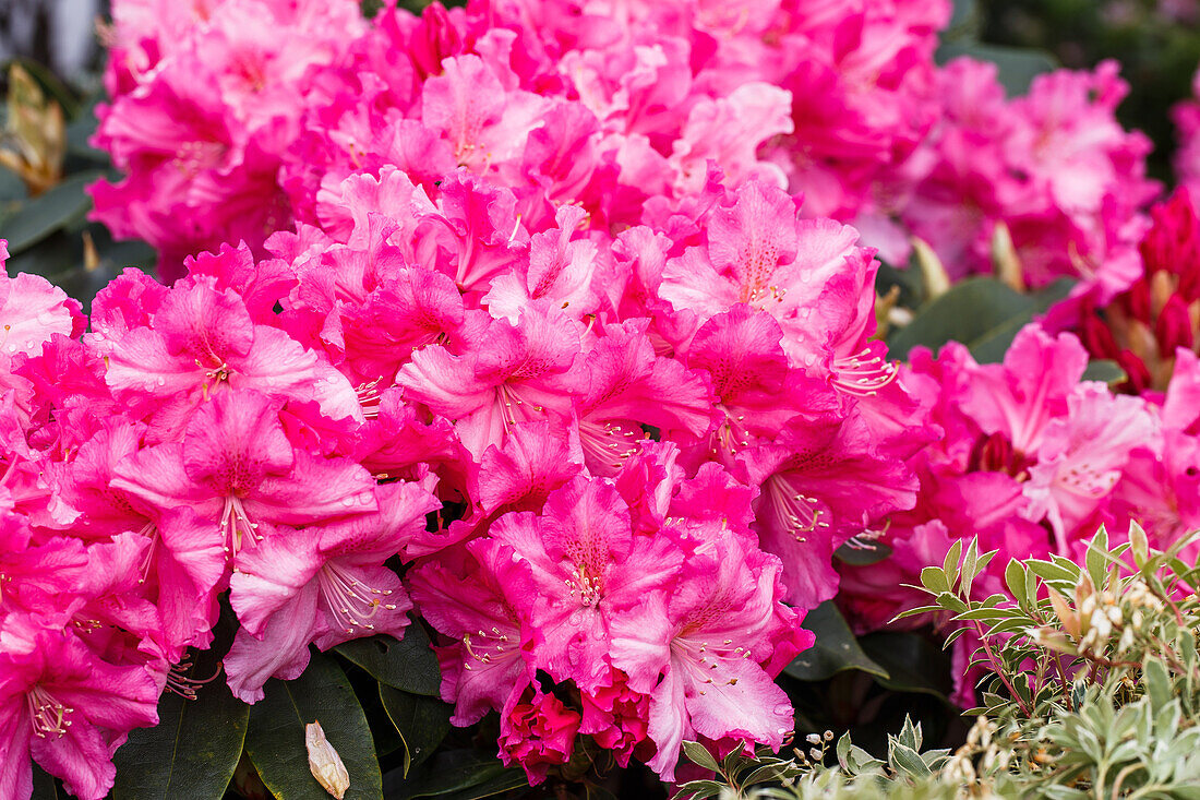 Rhododendron 'Caruso'®