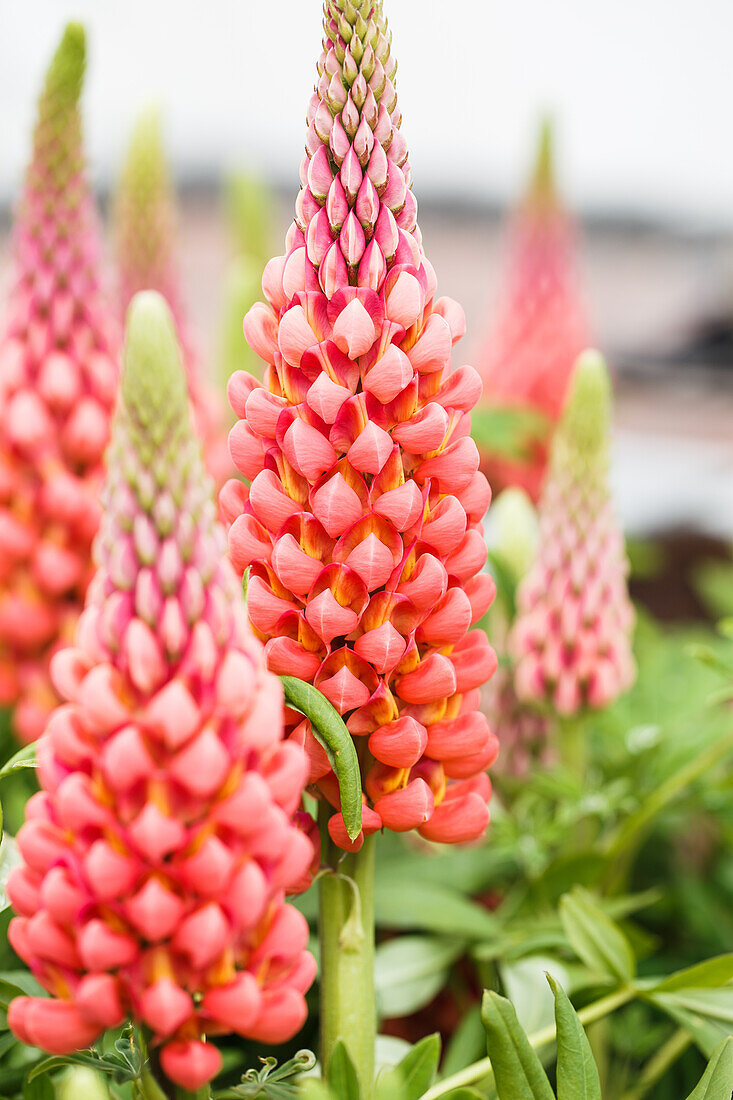 Lupinus polyphyllus, red