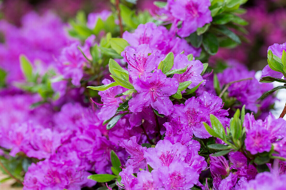 Rhododendron obtusum 'Königstein