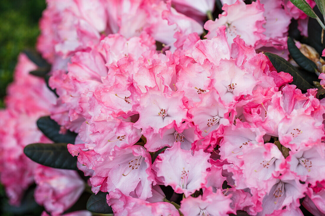 Rhododendron yakushimanum 'Kokette'