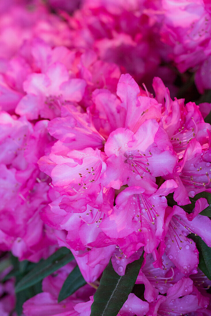 Rhododendron makinoi 'Pink Pearl