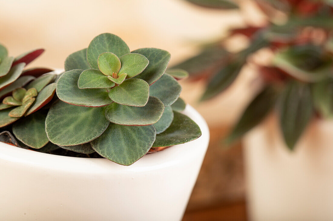 Peperomia verticillata