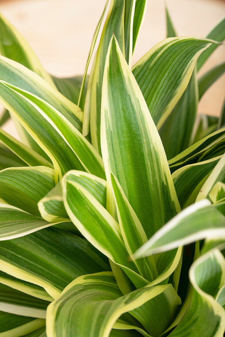 Chlorophytum comosum 'Ocean'