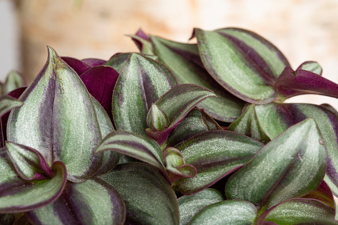 Tradescantia zebrina