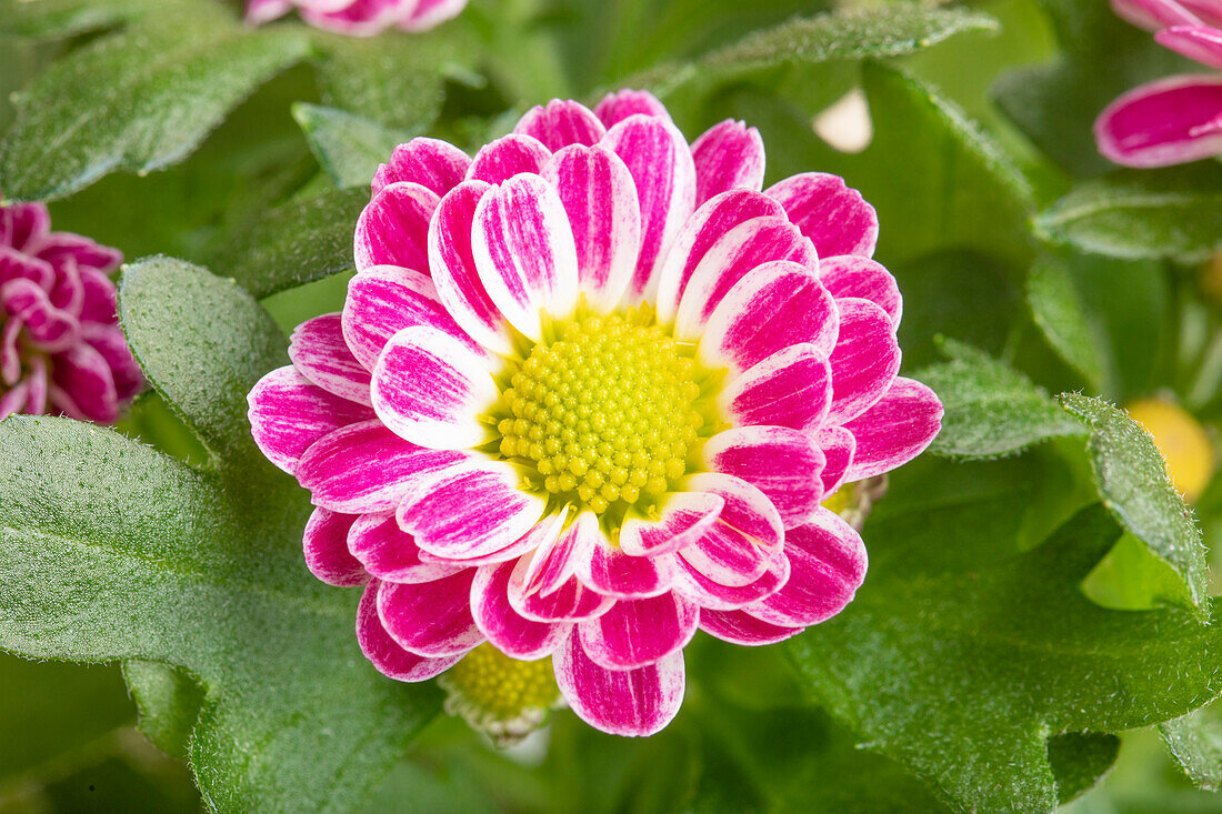 Chrysanthemum indicum, zweifarbig