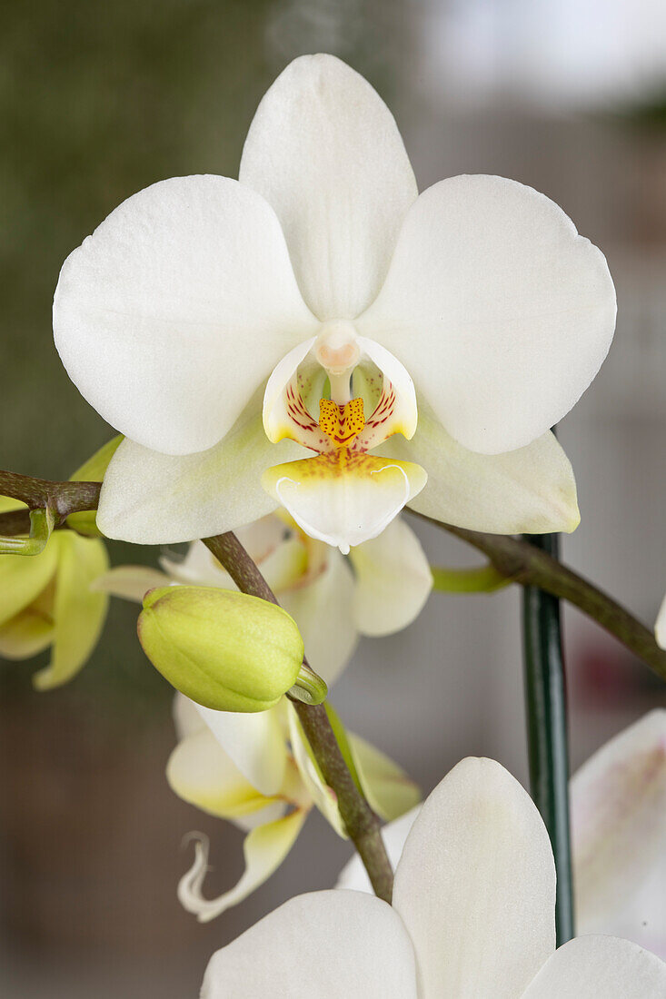 Phalaenopsis Midi, weiß