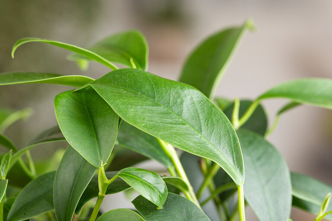 Ficus microcarpa 'Ginseng' (ginseng)
